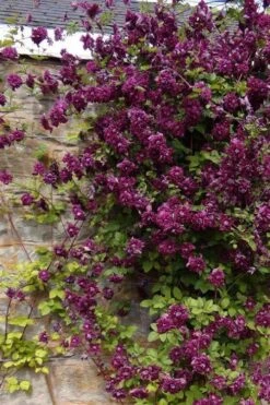 Purpurea Plena Elegans Clematis - 1 Gallon Pot -Garden Plants clematis viticella purpurea plena elegans 1