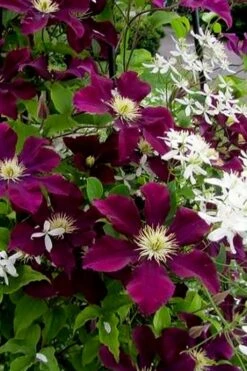 Warsaw Nike Clematis - 1 Gallon Pot 14 Warsaw Nike Clematis - 1 Gallon Pot -Garden Plants clematis warsaw nike 11