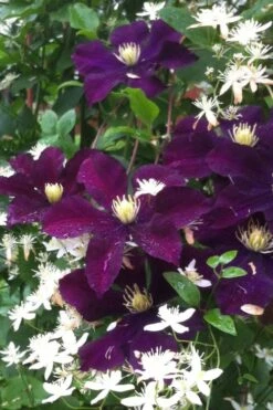 Warsaw Nike Clematis - 1 Gallon Pot 13 Warsaw Nike Clematis - 1 Gallon Pot -Garden Plants clematis warsaw nike 12
