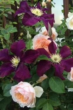 Warsaw Nike Clematis - 1 Gallon Pot 12 Warsaw Nike Clematis - 1 Gallon Pot -Garden Plants clematis warsaw nike 13