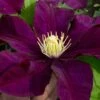 Warsaw Nike Clematis - 1 Gallon Pot -Garden Plants clematis warsaw nike 15