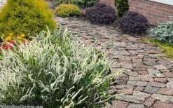 Summer Sparkler Summersweet (Clethra) - 1 Gallon Pot 10 Summer Sparkler Summersweet (Clethra) - 1 Gallon Pot -Garden Plants clethra alnifolia summer sparkler summersweet 20