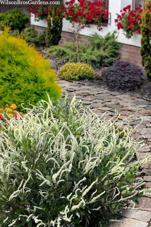 Summer Sparkler Summersweet (Clethra) - 1 Gallon Pot 3 Summer Sparkler Summersweet (Clethra) - 1 Gallon Pot