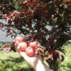 Cocheco Asian Plum -Garden Plants cocheco 4dd2e373 aa61 4882 b4f5 d577725cdf4a 1