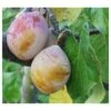 Coe's Golden Drop European Plum -Garden Plants coes g drop