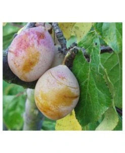 Coe's Golden Drop European Plum