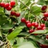 Combination Dwarf Cherry Tree (4 Varieties) -Garden Plants combination cherry 1