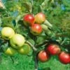 Combination Disease-Resistant Apple (3 Varieites) -Garden Plants combo