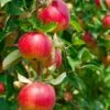 Combo Heritage Apple (5 Varieties) -Garden Plants combo apple 1 688ef06d 72e5 4c65 b463 aee1bfb894c8