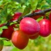 Combo Asian Plum (5 Varieties) 2 Combo Asian Plum (5 Varieties) -Garden Plants combo asian plum a39a569b 0bc8 455a 8f2c 815658d1fd15