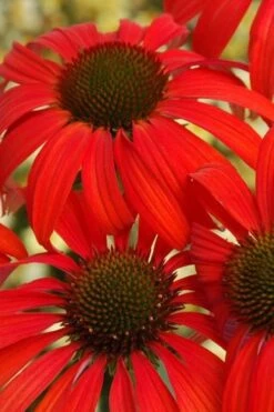 Tomato Soup Coneflower (Echinacea) - 1 Gallon Pot 15 Tomato Soup Coneflower (Echinacea) - 1 Gallon Pot -Garden Plants coneflower tomato soup 500x750 1