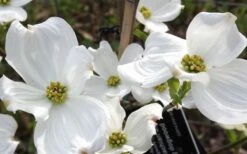 Jean's Appalachian Snow White Dogwood Tree - 7 Gallon Pot (5-6') -Garden Plants cornus florida jeans appalachian snow white dogwood 4