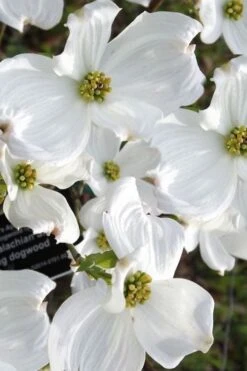 Jean's Appalachian Snow White Dogwood Tree - 7 Gallon Pot (5-6') -Garden Plants cornus florida jeans appalachian snow white dogwood 5