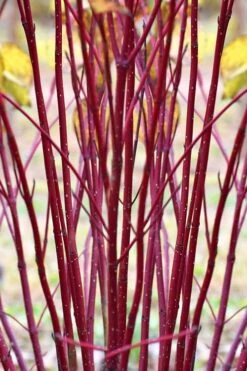 Red Osier Red Twig Dogwood (Cornus Sericea) - 2 Gallon Pot 13 Red Osier Red Twig Dogwood (Cornus Sericea) - 2 Gallon Pot -Garden Plants cornus sericera red osier dogwood 1 1