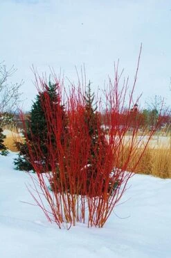 Red Osier Red Twig Dogwood (Cornus Sericea) - 2 Gallon Pot 12 Red Osier Red Twig Dogwood (Cornus Sericea) - 2 Gallon Pot -Garden Plants cornus sericera red osier dogwood 4