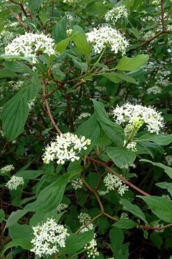 Red Osier Red Twig Dogwood (Cornus Sericea) - 2 Gallon Pot 14 Red Osier Red Twig Dogwood (Cornus Sericea) - 2 Gallon Pot -Garden Plants cornus sericera red osier dogwood 5 1