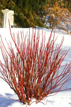 Arctic Fire Red Twig Dogwood - 3 Gallon Pot