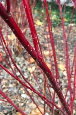 Arctic Fire Red Twig Dogwood - 3 Gallon Pot 15 Arctic Fire Red Twig Dogwood - 3 Gallon Pot -Garden Plants cornus stolonifera farrow arctic fire red twig dogwood 2