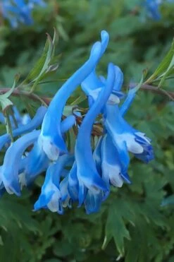 Hillier Porcelain Blue Corydalis - 1 Gallon Pot -Garden Plants corydalis flexuosa porcelian blue 3