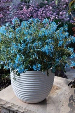 Hillier Porcelain Blue Corydalis - 1 Gallon Pot -Garden Plants corydalis flexuosa porcelian blue 5