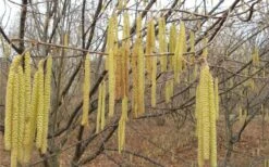 American Hazelnut Filbert (Corylus Americana) - 3 Pack Of 1.5 Quart Pots -Garden Plants corylus american american hazelnut fall leaves 10 1