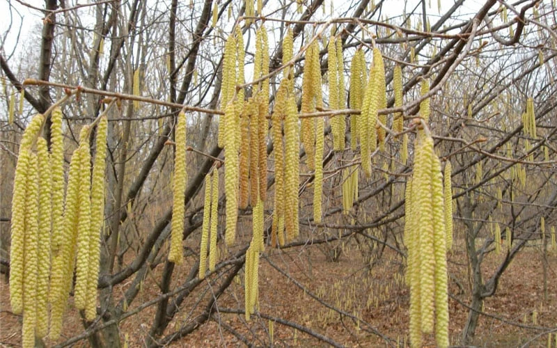 American Hazelnut (Filbert) - 1 Gallon Pot 7 American Hazelnut (Filbert) - 1 Gallon Pot - Image 5