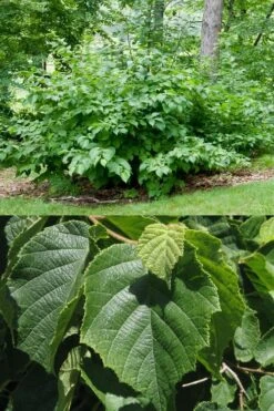 American Hazelnut (Filbert) - 1 Gallon Pot 14 American Hazelnut (Filbert) - 1 Gallon Pot -Garden Plants corylus american american hazelnut fall leaves 13