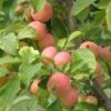 WSU Puget Spice Crabapple 2 WSU Puget Spice Crabapple -Garden Plants crabapple a725s puget spice 1