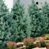Carolina Sapphire Arizona Cypress - 1 Gallon Pot -Garden Plants cupressus arizonica arizona carolina sapphire cypress 101 3