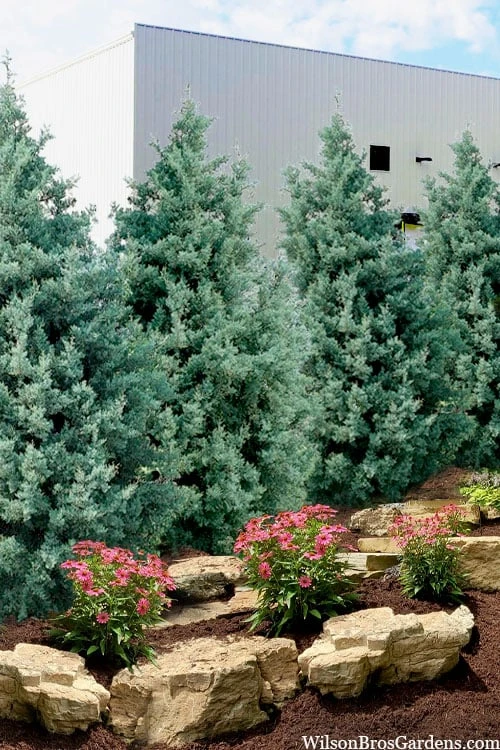 Carolina Sapphire Arizona Cypress - 7 Gallon Pot (3-4') 3 Carolina Sapphire Arizona Cypress - 7 Gallon Pot (3-4')
