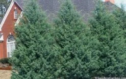 Carolina Sapphire Arizona Cypress - 7 Gallon Pot (3-4') 14 Carolina Sapphire Arizona Cypress - 7 Gallon Pot (3-4') -Garden Plants cupressus arizonica arizona carolina sapphire cypress 103