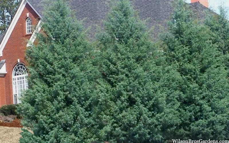 Carolina Sapphire Arizona Cypress - 7 Gallon Pot (3-4') 8 Carolina Sapphire Arizona Cypress - 7 Gallon Pot (3-4') - Image 6