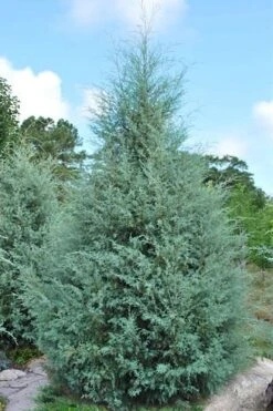 Carolina Sapphire Arizona Cypress - 5 Gallon Pot -Garden Plants cupressus arizonica arizona carolina sapphire cypress 1 thumbnail