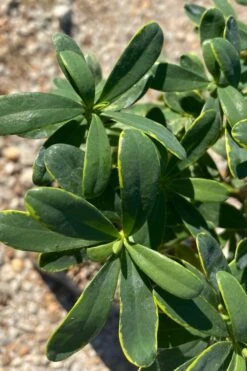 Splash Variegated Summer Daphne - 1 Gallon Pot -Garden Plants daphne splash summer daphne 1