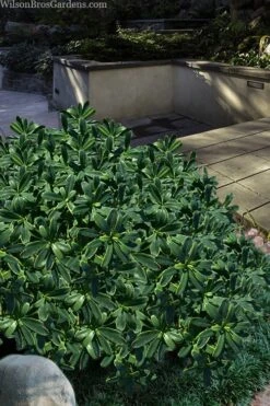 Splash Variegated Summer Daphne - 1 Gallon Pot -Garden Plants daphne splash variegated summer daphne 6