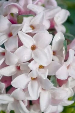 Splash Variegated Summer Daphne - 1 Gallon Pot -Garden Plants daphne splash variegated summer daphne 7