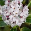 Splash Variegated Summer Daphne - 1 Gallon Pot 1 Splash Variegated Summer Daphne - 1 Gallon Pot -Garden Plants daphne splash variegated summer daphne 8