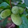 Potomac® Paw Paw -Garden Plants ddddpawapaw