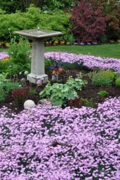 Bath's Pink Dianthus - 5 Pack Of Quart Pots -Garden Plants dianthus baths pink 102