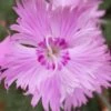 Bath's Pink Dianthus - 5 Pack Of Quart Pots 2 Bath's Pink Dianthus - 5 Pack Of Quart Pots -Garden Plants dianthus baths pink 103