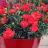 Early Bird Chili Dianthus (Carnations) 1 Gallon Pot 2 Early Bird Chili Dianthus (Carnations) 1 Gallon Pot -Garden Plants dianthus early bird chili 4