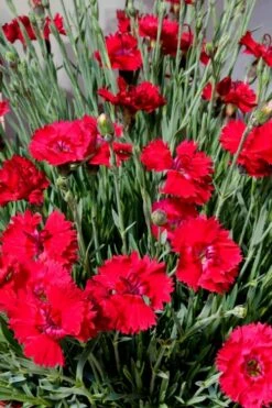 Fire Star Dianthus (Carnation) - 1 Gallon Pot -Garden Plants dianthus fire star 2