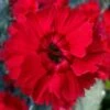 Fire Star Dianthus (Carnation) - 1 Gallon Pot 2 Fire Star Dianthus (Carnation) - 1 Gallon Pot -Garden Plants dianthus fire star cottage pinks 100