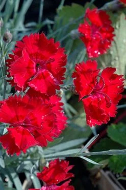 Fire Star Dianthus (Carnation) - 1 Gallon Pot -Garden Plants dianthus fire star cottage pinks 101
