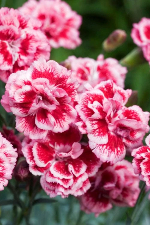 Scent First 'Sugar Plum' Dianthus (Carnation) - 5 Pack Of Quart Pots 8 Scent First 'Sugar Plum' Dianthus (Carnation) - 5 Pack Of Quart Pots - Image 6