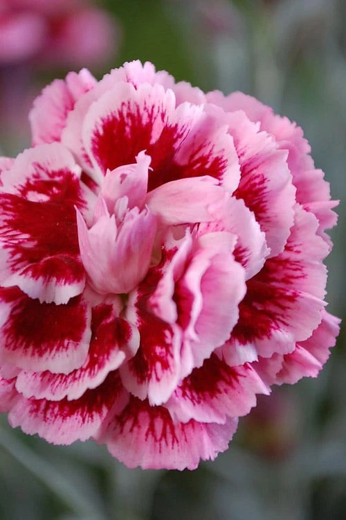 Scent First 'Sugar Plum' Dianthus (Carnation) - 5 Pack Of Quart Pots 3 Scent First 'Sugar Plum' Dianthus (Carnation) - 5 Pack Of Quart Pots