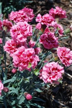 Scent First 'Sugar Plum' Dianthus (Carnation) - 5 Pack Of Quart Pots 11 Scent First 'Sugar Plum' Dianthus (Carnation) - 5 Pack Of Quart Pots -Garden Plants dianthus scent first sugar plum 7