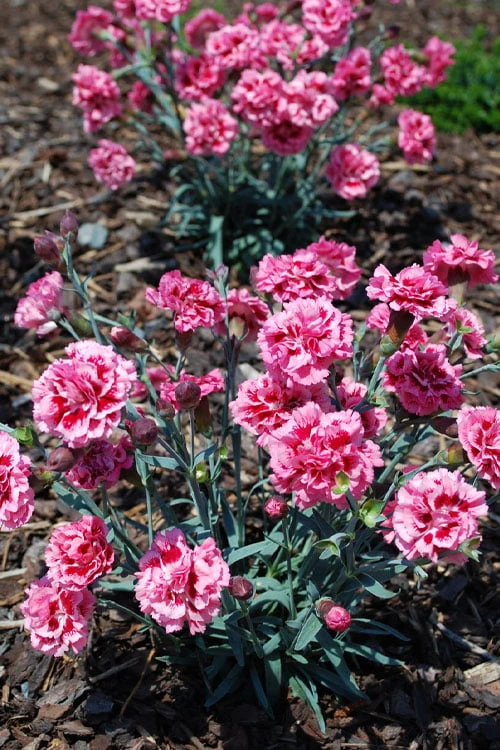 Scent First 'Sugar Plum' Dianthus (Carnation) - 5 Pack Of Quart Pots 7 Scent First 'Sugar Plum' Dianthus (Carnation) - 5 Pack Of Quart Pots - Image 5