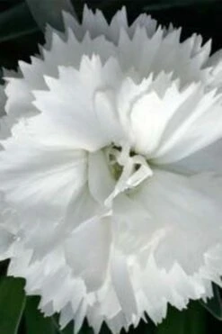Super Trouper White Dianthus - 5 Pack Of Quart Pots -Garden Plants dianthus super trouper white 500x750 1