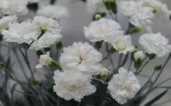Super Trouper White Dianthus - 5 Pack Of Quart Pots -Garden Plants dianthus supertrouper white carnations 2